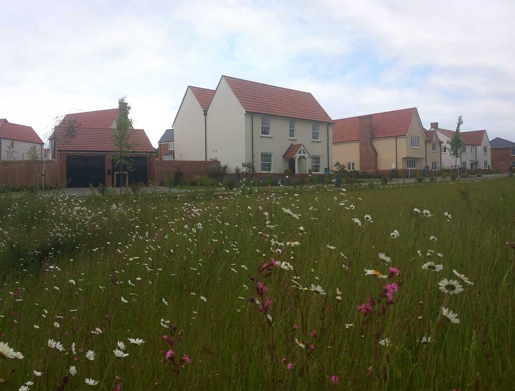 Previous examples of SuDS with wildflower planting